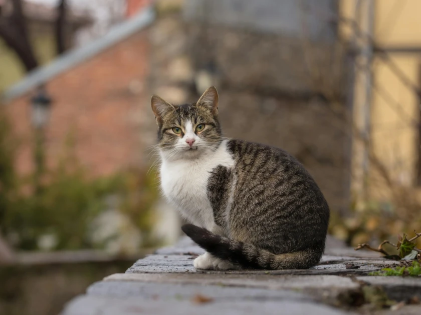 pexels blooddrainer 800152