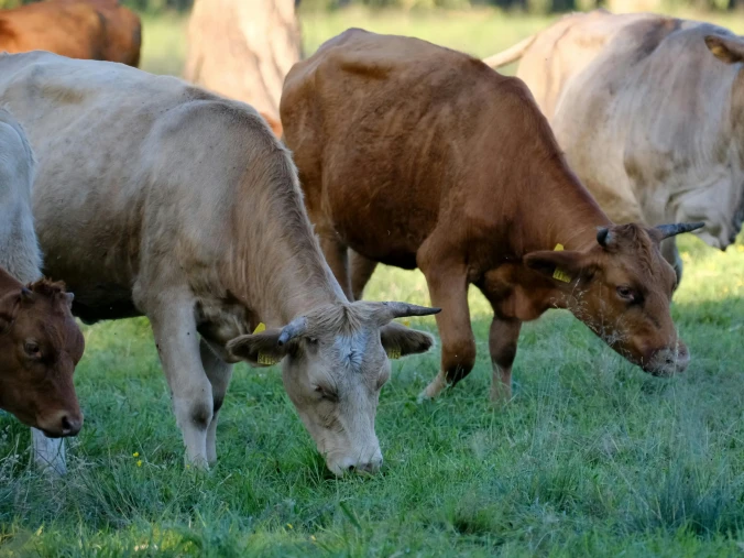 pexels szafran 33982452